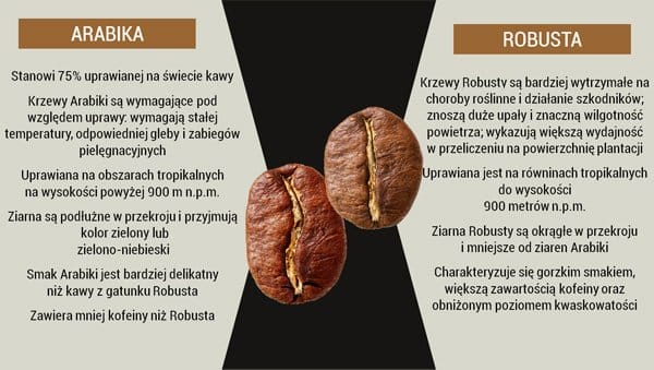 arabika i robusta Różnice między arabicą i robustą